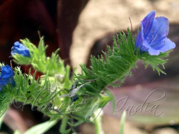 Purple Viper's Bugloss